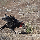 "Southern Ground Hornbill" Kruger National Park, South Africa